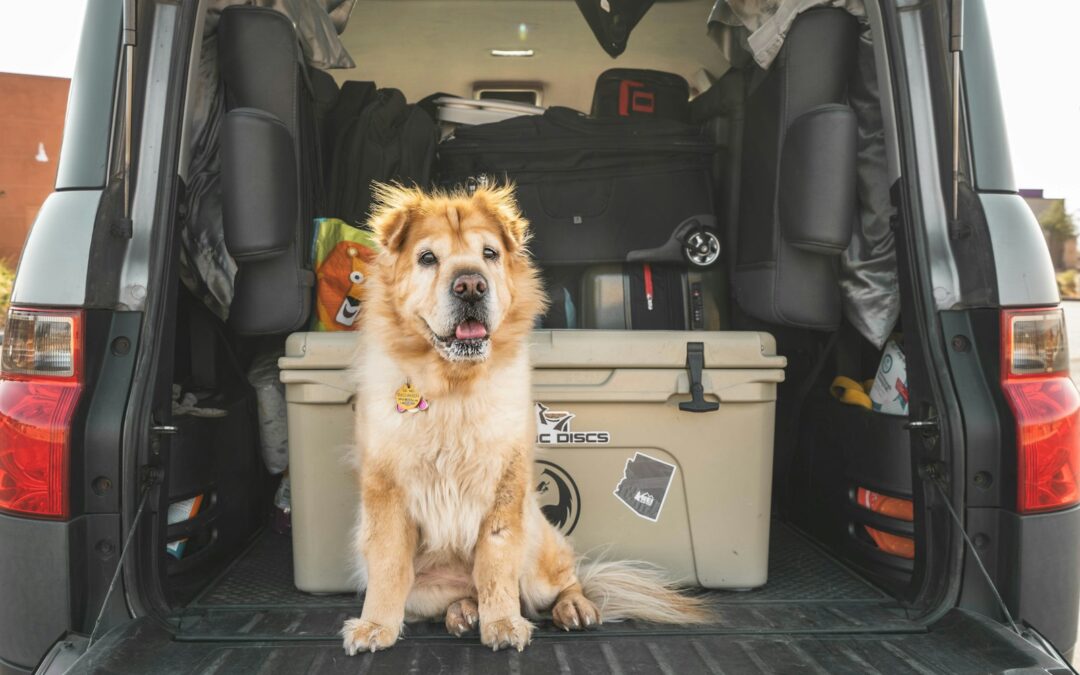 How to Clean Car Carpet: The Best Techniques for a Fresh Interior