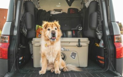How to Clean Car Carpet: The Best Techniques for a Fresh Interior