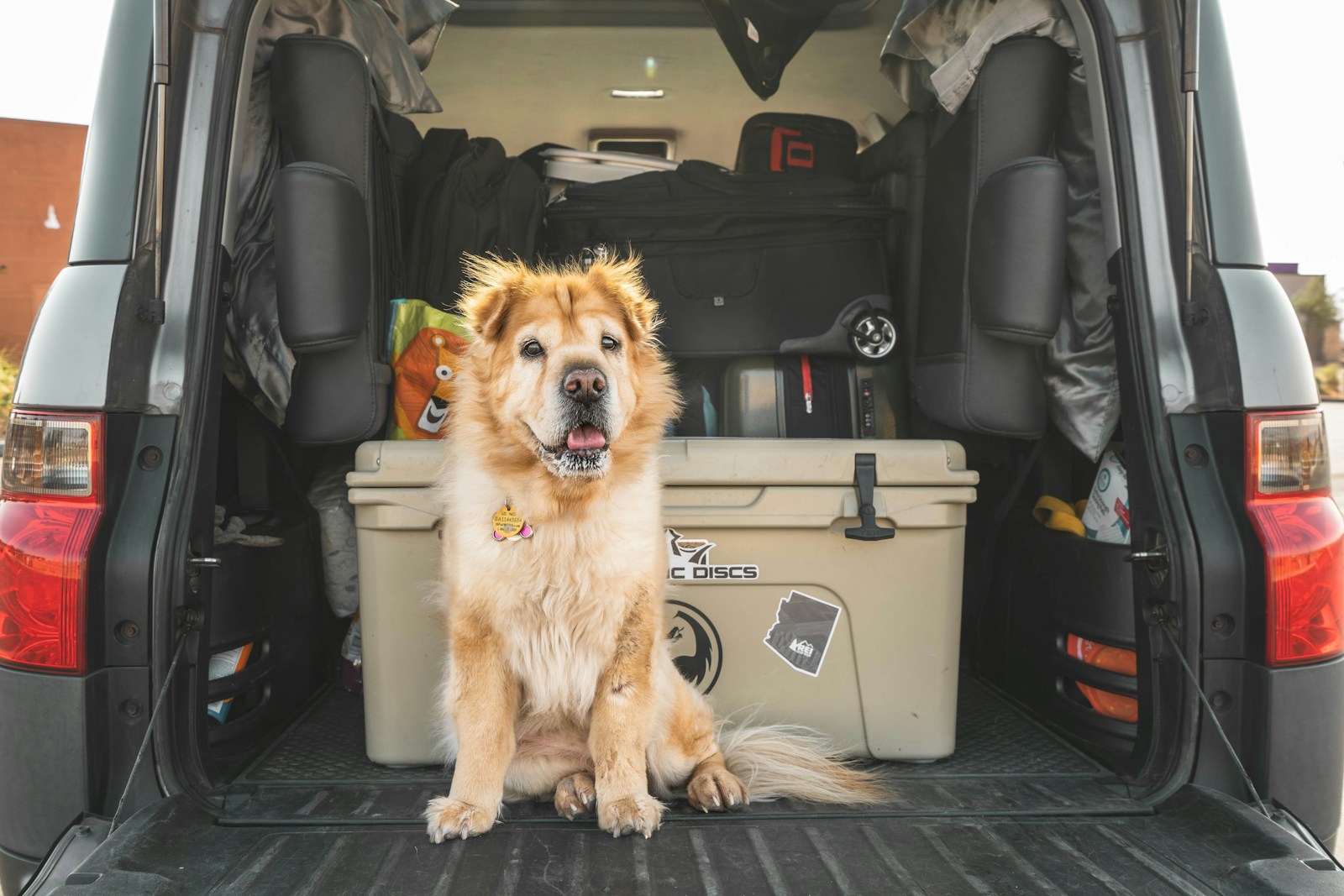 how to clean car carpet