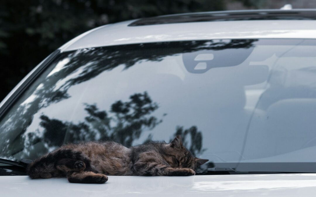 How to Clean Car Windows Like a Pro: A Complete Guide