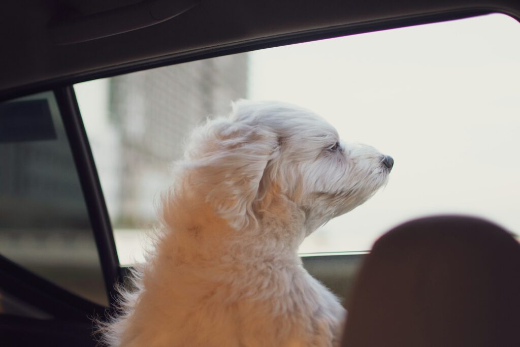a small white dog sitting in the passenger seat of a car