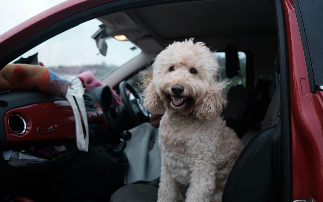 How to Get Dog Hair Out of Car Interiors Fast: Tips for Germantown Pet Owners