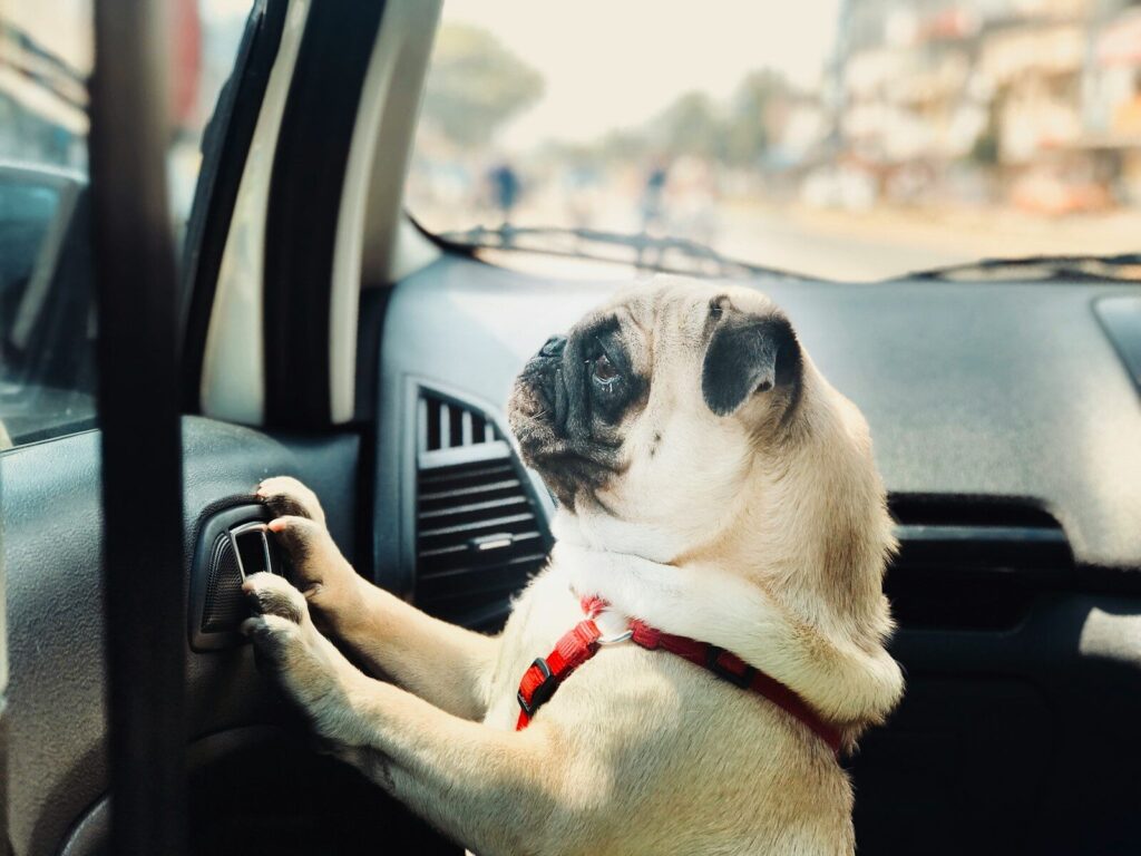 fawn pug inside vehicle