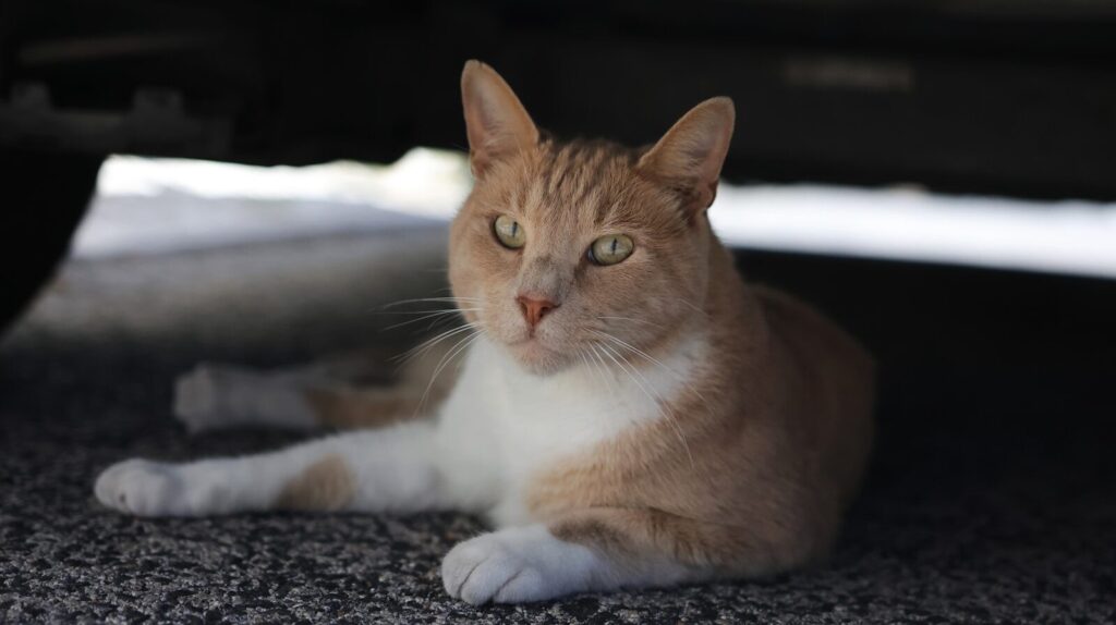 An orange and white cat laying under a car