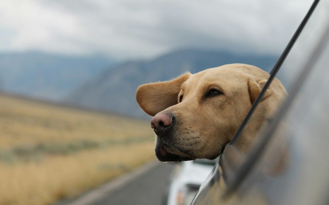 Mastering the Art: How to Get Dog Hair Out of Car Effectively
