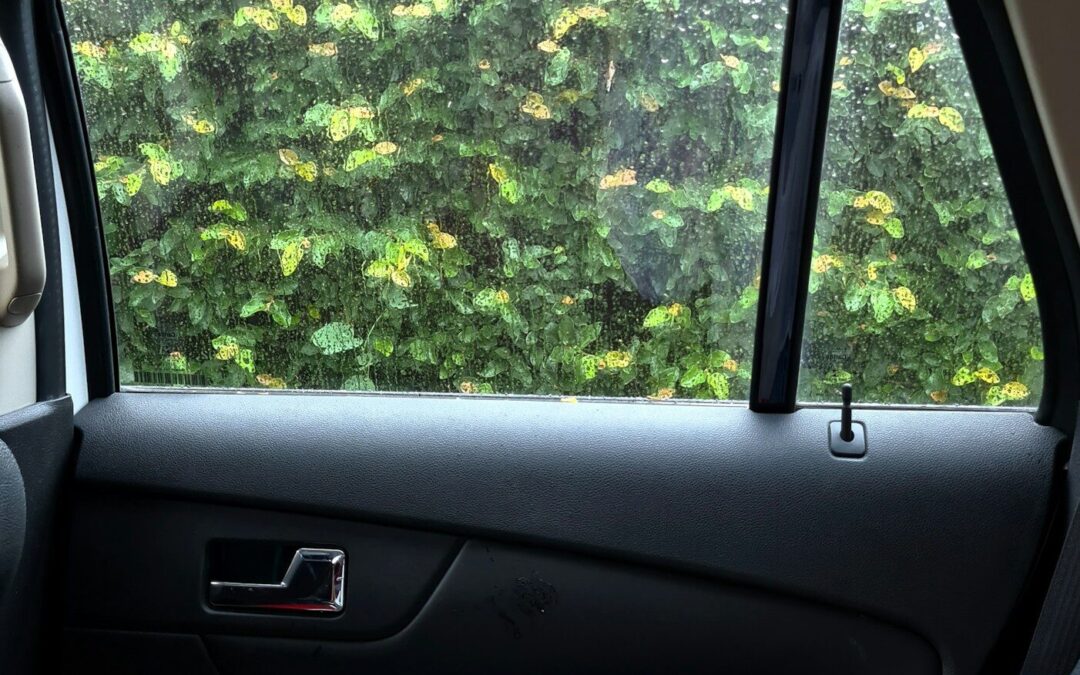 Ultimate Guide: How to Clean Bird Poop Off Car Surfaces Safely and Effectively