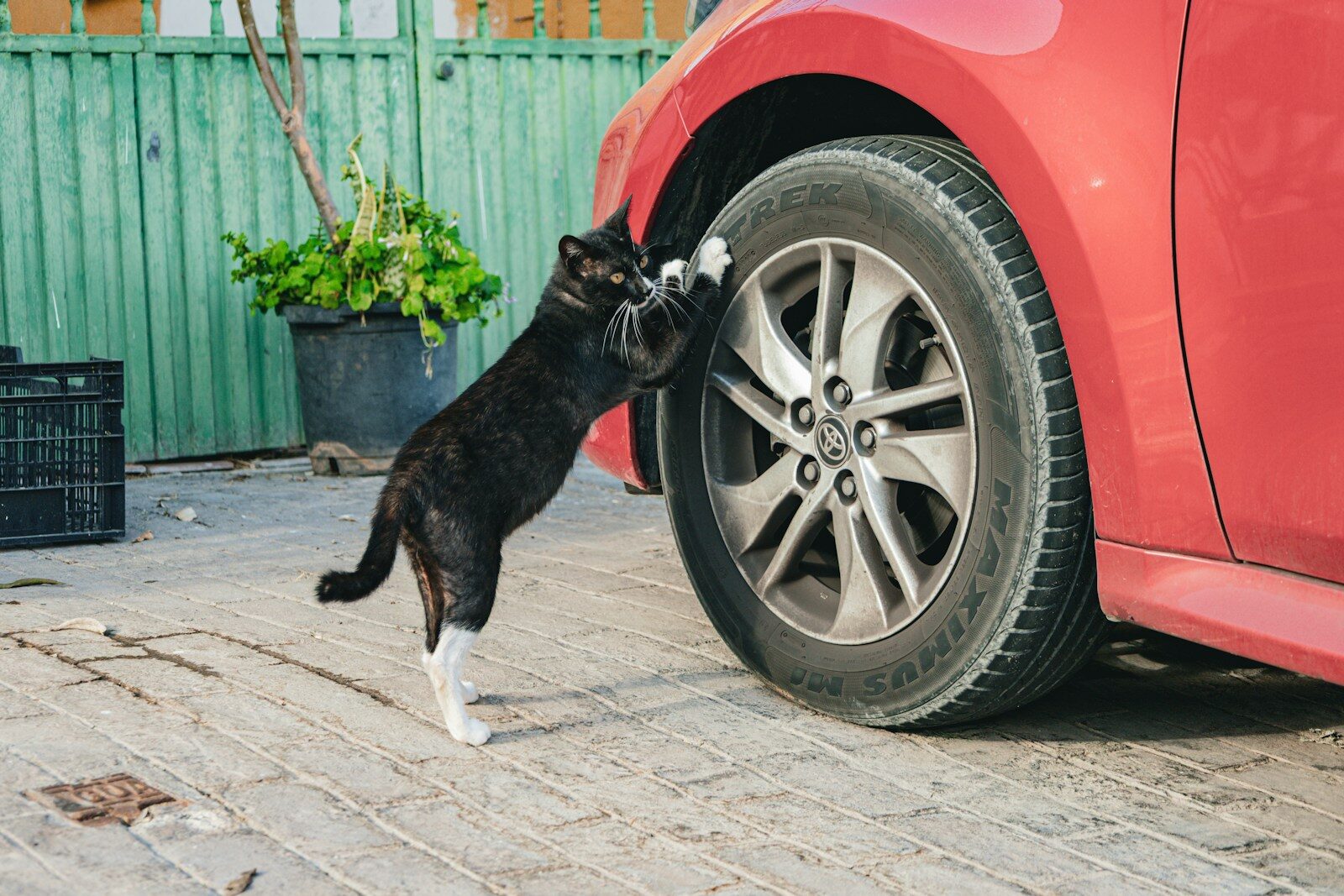 A black and white cat scratching a red car's tire.